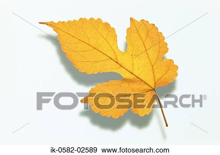 Autumn Leaf on White Background View Large Photo Image Stock Photo - Autumn Leaf on White Background. Fotosearch