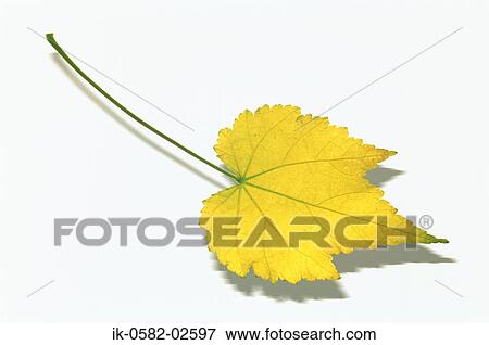 Autumn Leaf on White Background View Large Photo Image Stock Photo - Autumn Leaf on White Background. Fotosearch