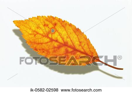Autumn Leaf on White Background View Large Photo Image Stock Photo - Autumn Leaf on White Background. Fotosearch