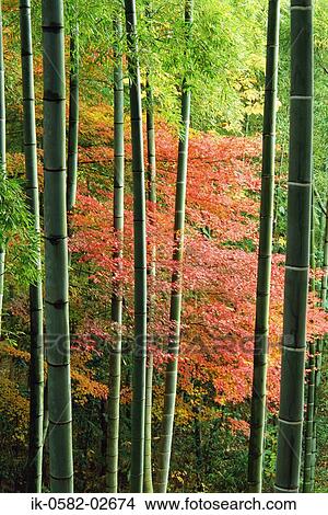 Autumn Leaves Changing Color Between Green Bamboo View Large Photo Image Picture - Autumn Leaves Changing Color Between Green Bamboo. Fotosearch