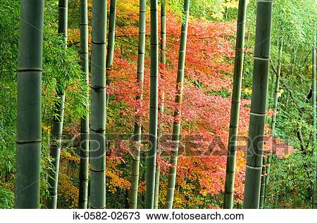 Stock Image - Autumn Leaves Changing Color Between Green Bamboo. Fotosearch