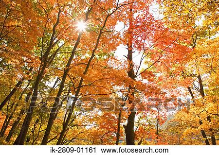 Autumn Leaves Changing Color View Large Photo Image Stock Image - Autumn Leaves Changing Color. Fotosearch