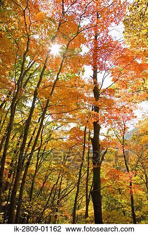 Autumn Leaves Changing Color View Large Photo Image Stock Image - Autumn Leaves Changing Color. Fotosearch