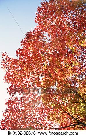 Autumn Leaves Changing Color View Large Photo Image Stock Photo - Autumn Leaves Changing Color. Fotosearch
