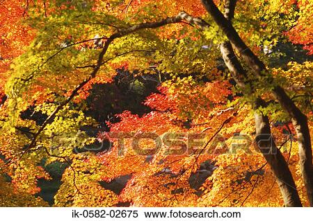 Stock Photography - Autumn Leaves Changing Color . Fotosearch