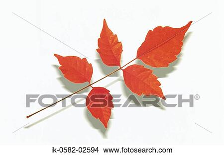 Autumn Leaves on White Background View Large Photo Image Picture - Autumn Leaves on White Background. Fotosearch