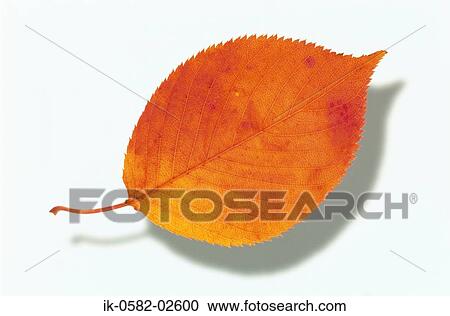 Autumn Leaves on White Background View Large Photo Image Stock Image - Autumn Leaves on White Background. Fotosearch