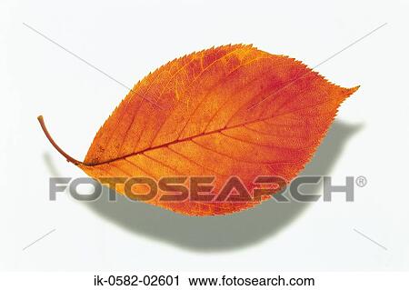Stock Image - Autumn Leaves on White Background. Fotosearch