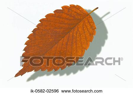 Autumn Leaves on White Background View Large Photo Image Stock Photograph - Autumn Leaves on White Background. Fotosearch