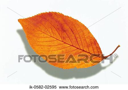 Autumn Leaves on White Background View Large Photo Image Stock Photography - Autumn Leaves on White Background. Fotosearch