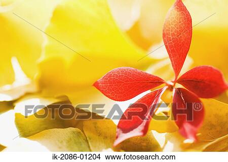 Autumn Leaves View Large Photo Image Picture - Autumn Leaves. Fotosearch