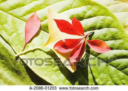 Autumn Leaves View Large Photo Image Stock Image - Autumn Leaves. Fotosearch