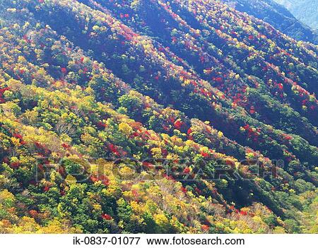 Autumn trees in forest View Large Photo Image Stock Photo - Autumn trees in forest. Fotosearch