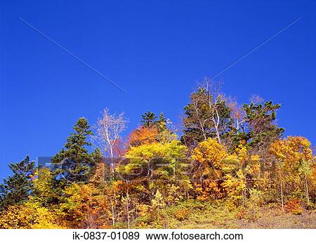 Autumn trees in forest View Large Photo Image Stock Photo - Autumn trees in forest. Fotosearch