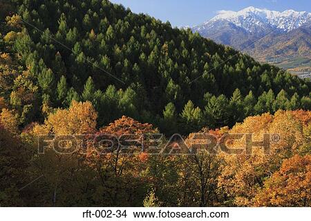 Picture - Autumn Trees . Fotosearch