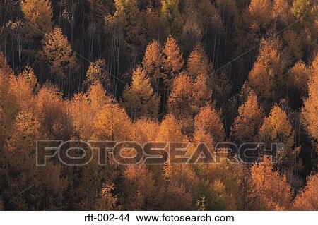 Autumn Trees View Large Photo Image Picture - Autumn Trees . Fotosearch