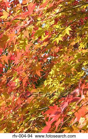 Autumn Trees View Large Photo Image Picture - Autumn Trees . Fotosearch