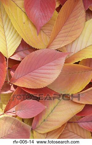 Autumn Trees View Large Photo Image Picture - Autumn Trees . Fotosearch