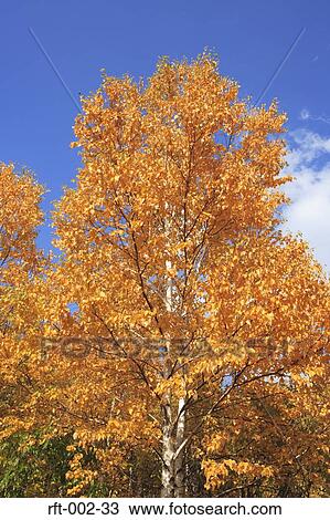 Stock Image - Autumn Trees . Fotosearch