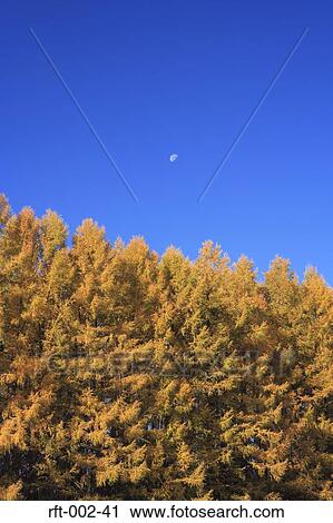 Autumn Trees View Large Photo Image Stock Image - Autumn Trees . Fotosearch