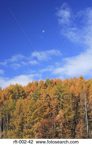 Autumn Trees View Large Photo Image Stock Image - Autumn Trees . Fotosearch