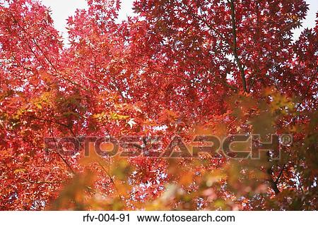 Autumn Trees View Large Photo Image Stock Image - Autumn Trees . Fotosearch