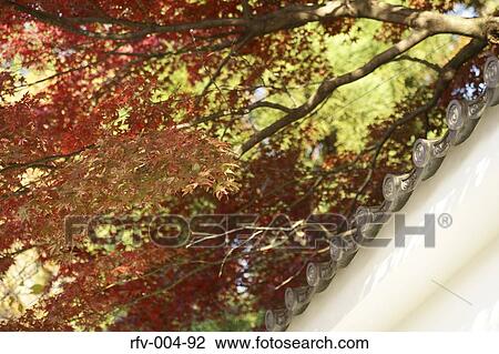 Autumn Trees View Large Photo Image Stock Image - Autumn Trees . Fotosearch