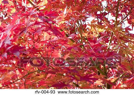 Autumn Trees View Large Photo Image Stock Image - Autumn Trees . Fotosearch