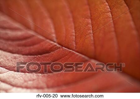 Autumn Trees View Large Photo Image Stock Image - Autumn Trees . Fotosearch