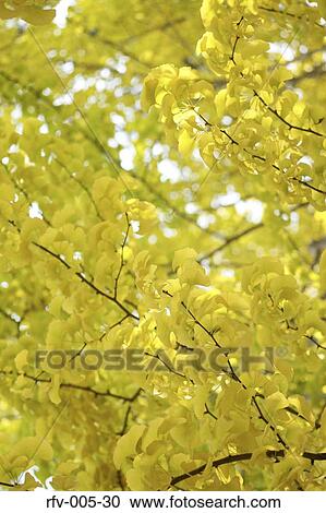 Autumn Trees View Large Photo Image Stock Image - Autumn Trees . Fotosearch