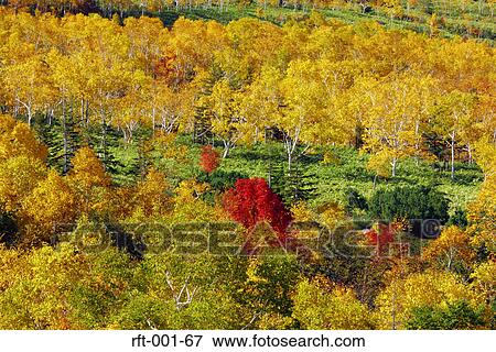 Autumn Trees View Large Photo Image Stock Photo - Autumn Trees . Fotosearch