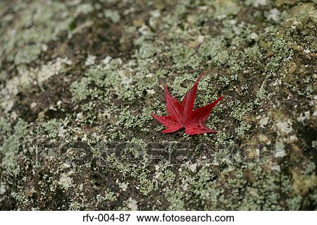 Autumn Trees View Large Photo Image Stock Photo - Autumn Trees . Fotosearch