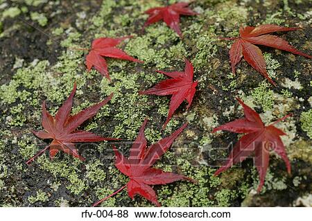 Autumn Trees View Large Photo Image Stock Photo - Autumn Trees . Fotosearch