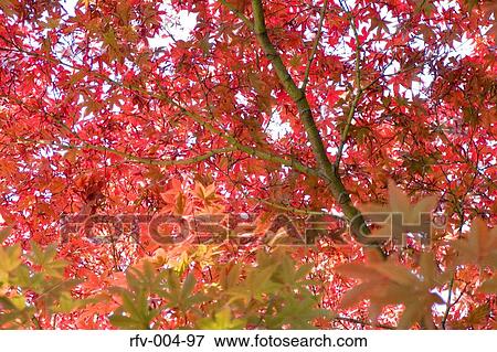 Autumn Trees View Large Photo Image Stock Photo - Autumn Trees . Fotosearch