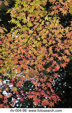 Autumn Trees View Large Photo Image Stock Photo - Autumn Trees . Fotosearch