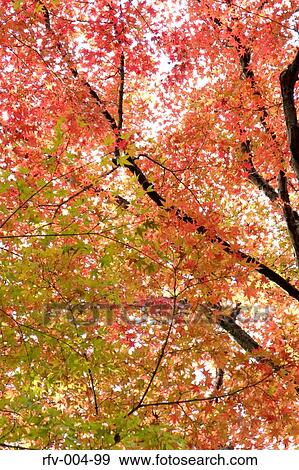 Autumn Trees View Large Photo Image Stock Photo - Autumn Trees . Fotosearch