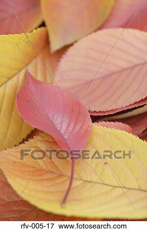 Autumn Trees View Large Photo Image Stock Photo - Autumn Trees . Fotosearch