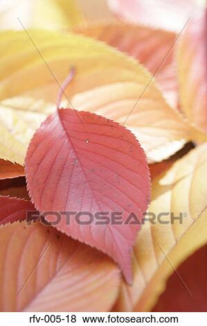 Autumn Trees View Large Photo Image Stock Photo - Autumn Trees . Fotosearch