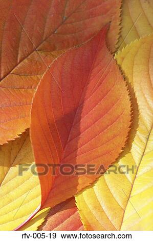 Autumn Trees View Large Photo Image Stock Photo - Autumn Trees . Fotosearch
