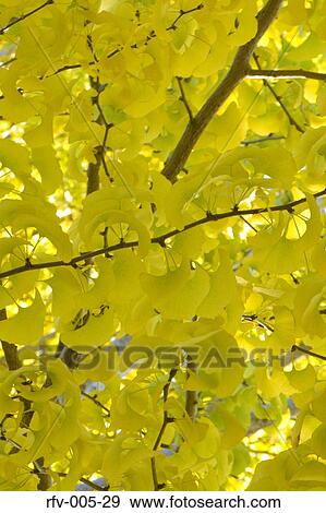 Autumn Trees View Large Photo Image Stock Photo - Autumn Trees . Fotosearch