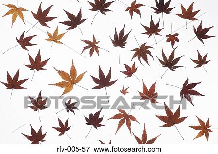 Stock Photo - Autumn Trees . Fotosearch