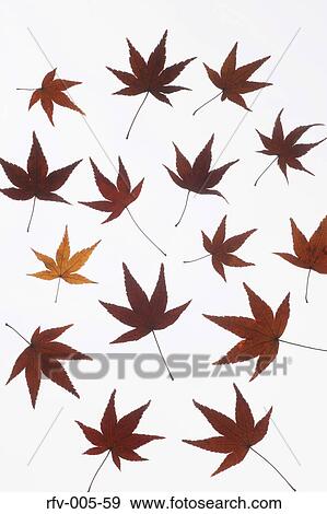 Autumn Trees View Large Photo Image Stock Photo - Autumn Trees . Fotosearch