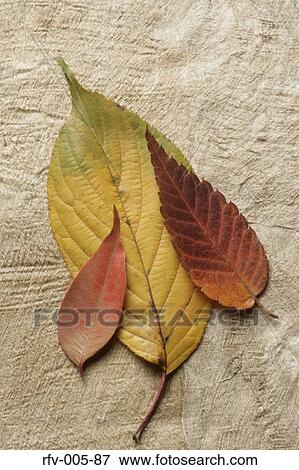 Autumn Trees View Large Photo Image Stock Photo - Autumn Trees . Fotosearch