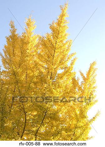 Autumn Trees View Large Photo Image Stock Photo - Autumn Trees . Fotosearch