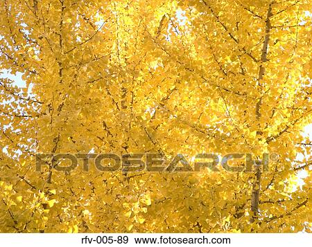 Autumn Trees View Large Photo Image Stock Photo - Autumn Trees . Fotosearch