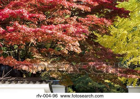 Autumn Trees View Large Photo Image Stock Photograph - Autumn Trees . Fotosearch