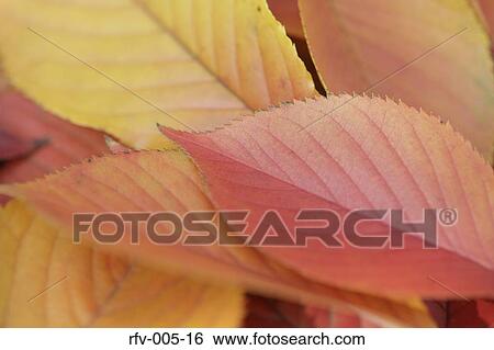 Autumn Trees View Large Photo Image Stock Photograph - Autumn Trees . Fotosearch