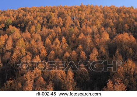 Stock Photography - Autumn Trees . Fotosearch