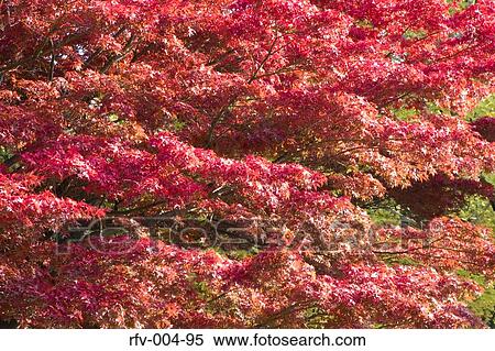 Autumn Trees View Large Photo Image Stock Photography - Autumn Trees . Fotosearch