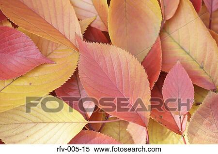 Autumn Trees View Large Photo Image Stock Photography - Autumn Trees . Fotosearch